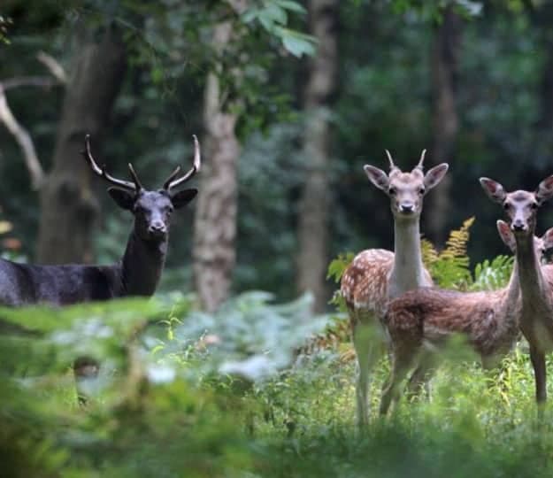 Epping Forest